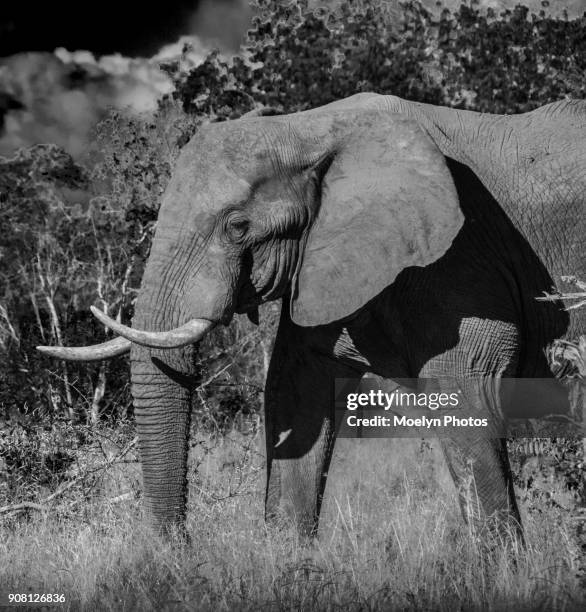 https://media.gettyimages.com/id/908126836/photo/elephant-in-the-bush-black-and-white.jpg?s=612x612&w=gi&k=20&c=zyaN_IW9VEIBIp7fC6MSCoEgMXkR6Ak56wM_JIdDoJ8=