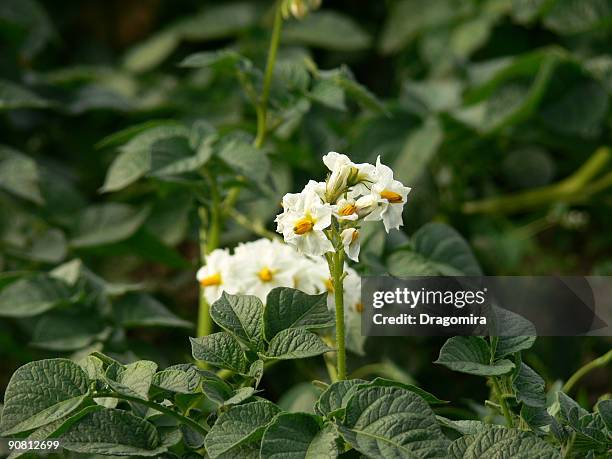 potato blossom - raw new potato stock pictures, royalty-free photos & images