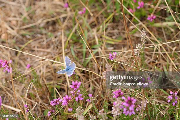 butterfly on heather - erica cinerea stock pictures, royalty-free photos & images