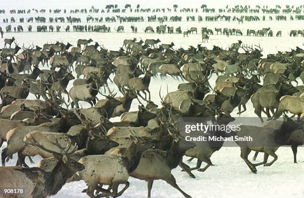 Hundreds of elk run February 10, 2001 at the National Elk Refuge in Jackson, Wyoming. In late October and early November thousands of elk begin their...