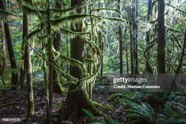 rainforest, vancouver, british columbia, canada - bosque primario fotografías e imágenes de stock