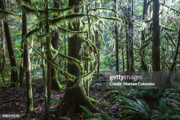 rainforest, vancouver, british columbia, canada - thick stock pictures, royalty-free photos & images
