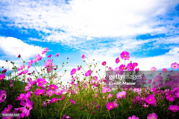 cosmos flowers on a fine day - cosmos flower stock pictures, royalty-free photos & images