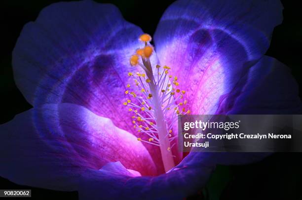 hibiscus with led lights - pistil stock pictures, royalty-free photos & images