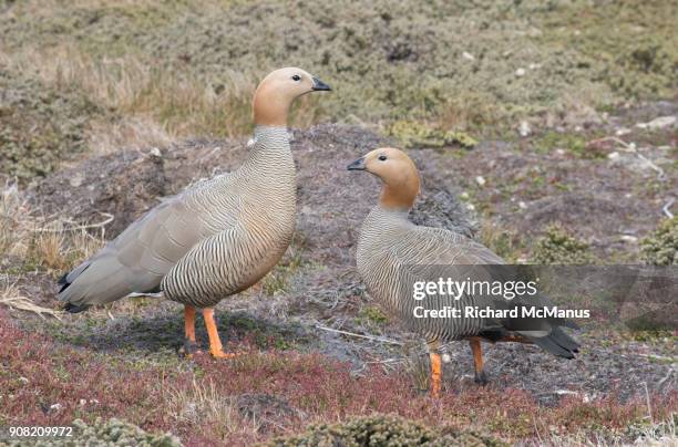 female upland geese. - carcass island stock pictures, royalty-free photos & images