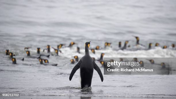 king penguin spectator. - st andrew's bay stock pictures, royalty-free photos & images