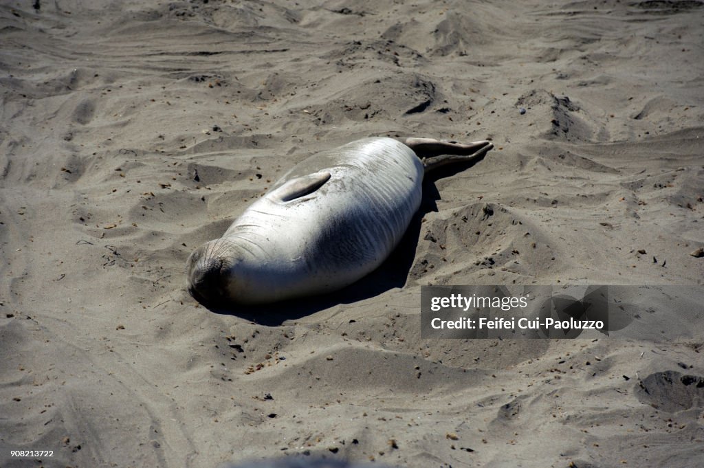 One seal at San Simeon, California, USA