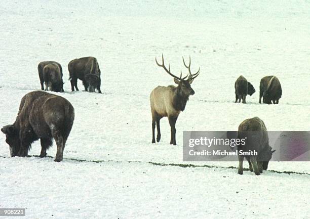 Bull elk walks among buffalo February 10, 2001 at the National Elk Refuge in Jackson, Wyoming. Within the last few years small herds of buffalo from...