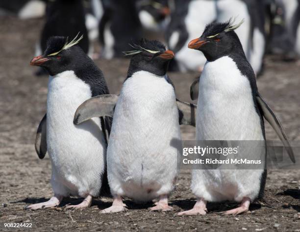 southern rockhopper penguins on saunders island. - manus island stock pictures, royalty-free photos & images