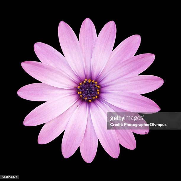 9,170 Pink Flower Black Background Photos and Premium High Res Pictures -  Getty Images
