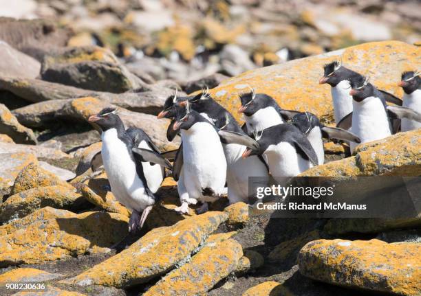 southern rockhopper penguins on saunders island. - manus island stock pictures, royalty-free photos & images