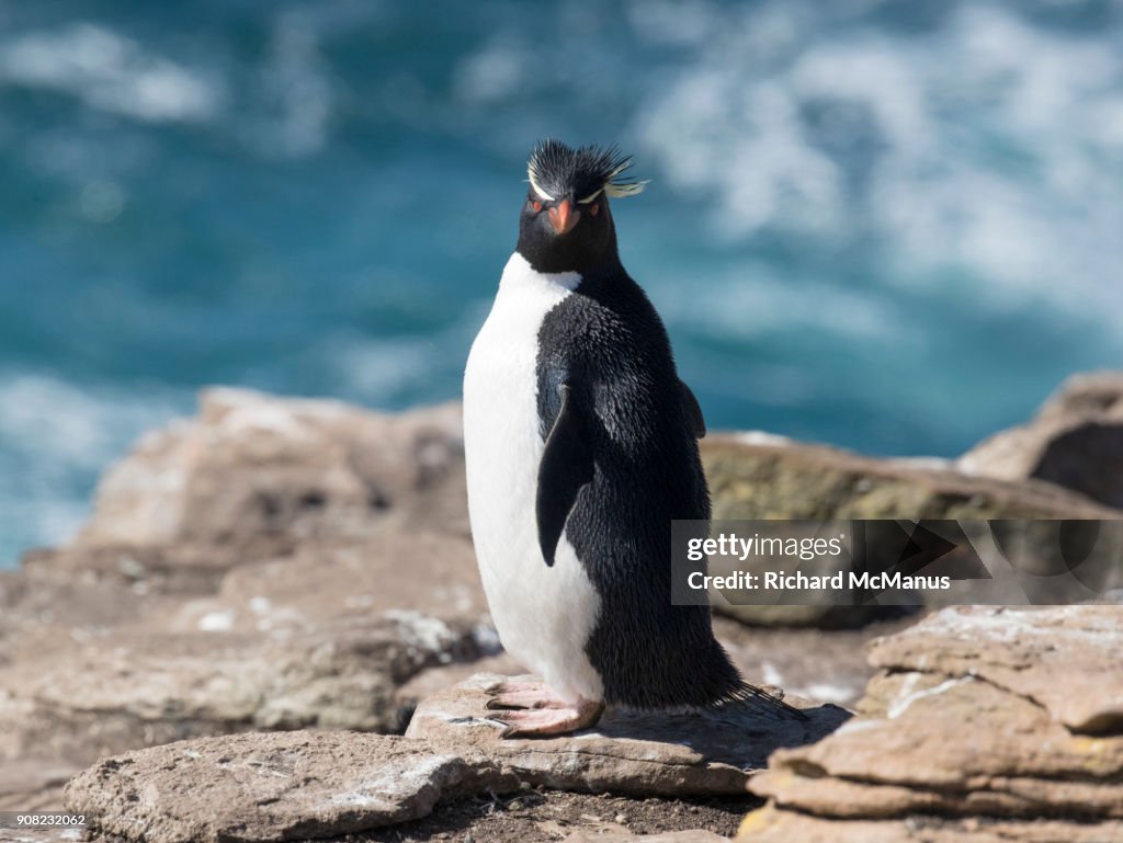 Southern Rockhopper penguin on Saunders Island.