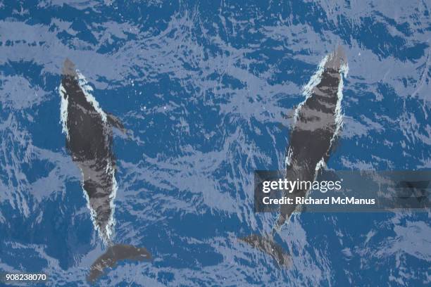 hourglass dolphins. - hourglass dolphin stock pictures, royalty-free photos & images