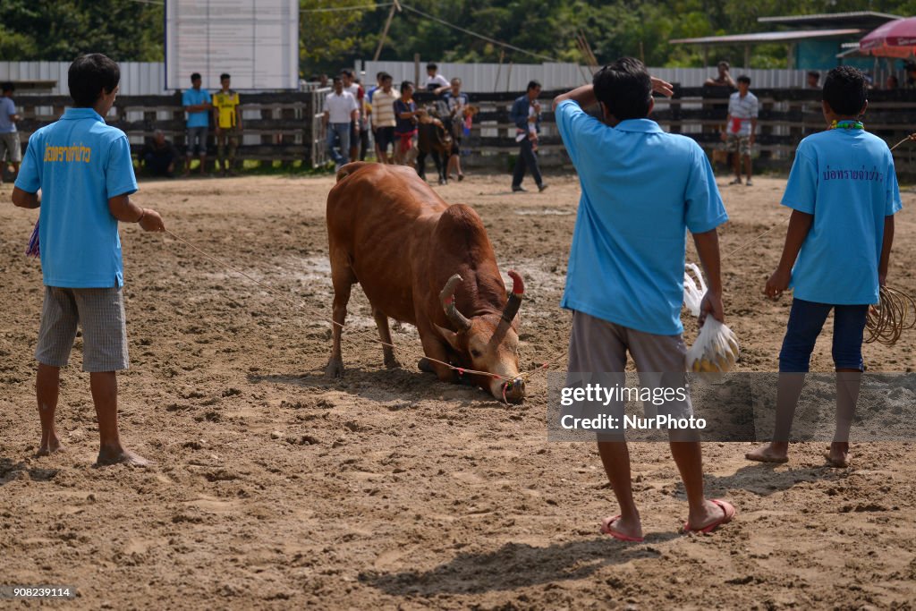 Bullfighting in south of Thailand