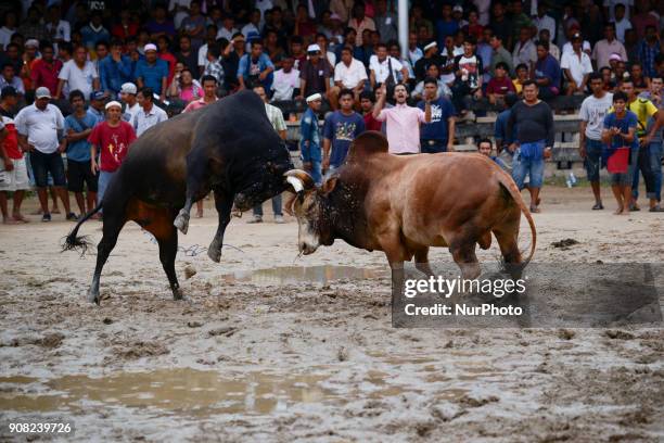 Bullfighting at the bullfighting arena in Nakhon Si Thammarat Province, Thailand, on January 20, 2018. Bullfighting is a popular past time in...