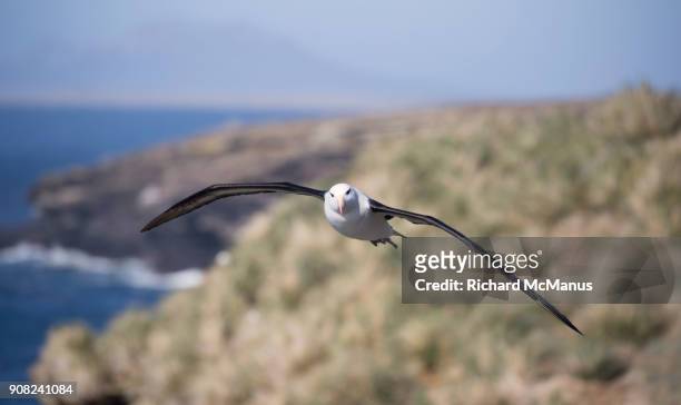 black browed albatross on saunders island. - manus island stock pictures, royalty-free photos & images