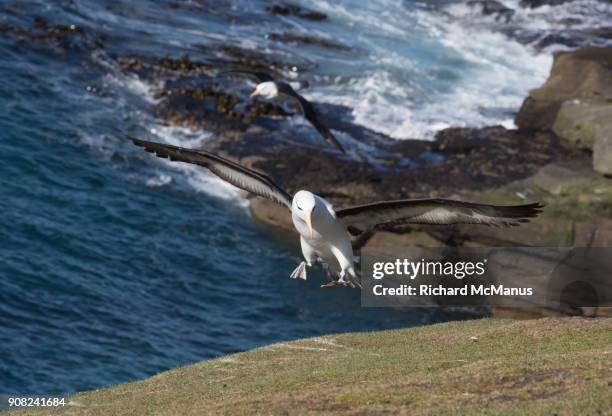 black browed albatross landing on saunders island. - manus island stock pictures, royalty-free photos & images