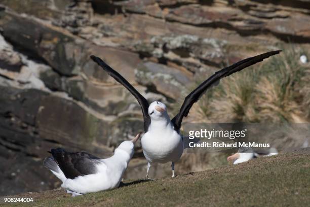 black browed albatross landing on saunders island. - manus island stock pictures, royalty-free photos & images
