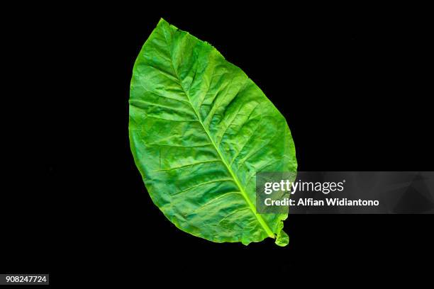 tobacco leaves - tobacco foto e immagini stock