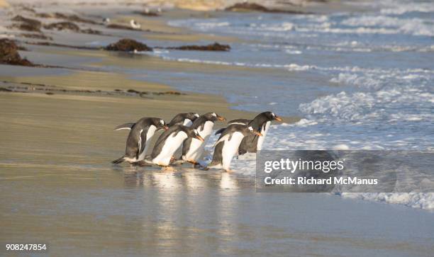 gentoo penguins on saunders island. - manus island stock pictures, royalty-free photos & images