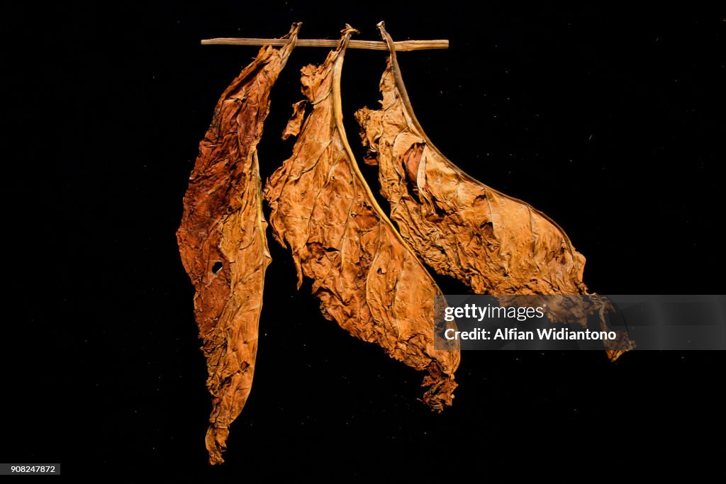 Tobacco Leaves