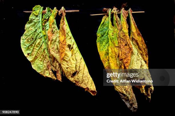 tobacco leaves - nicotine stock pictures, royalty-free photos & images