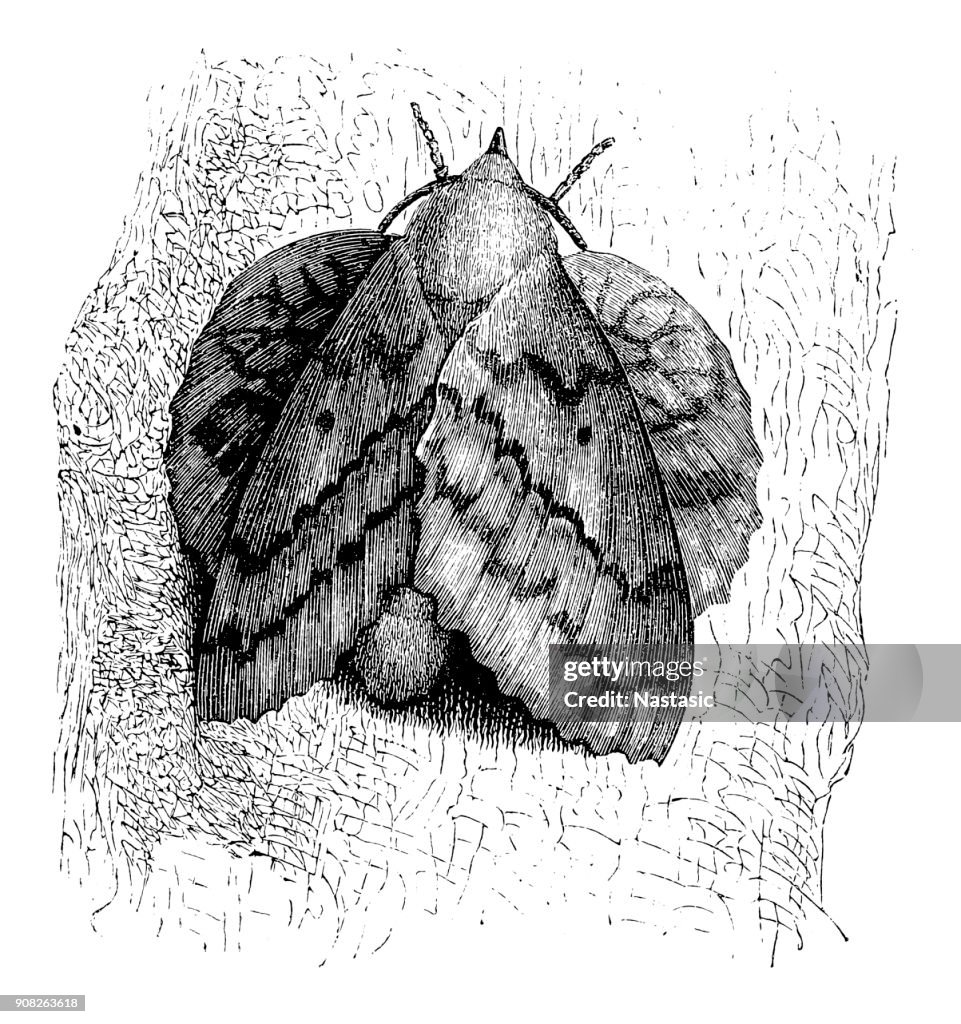 Bombyx quercifolia is the genus of true silkmoths or mulberry silkmoths