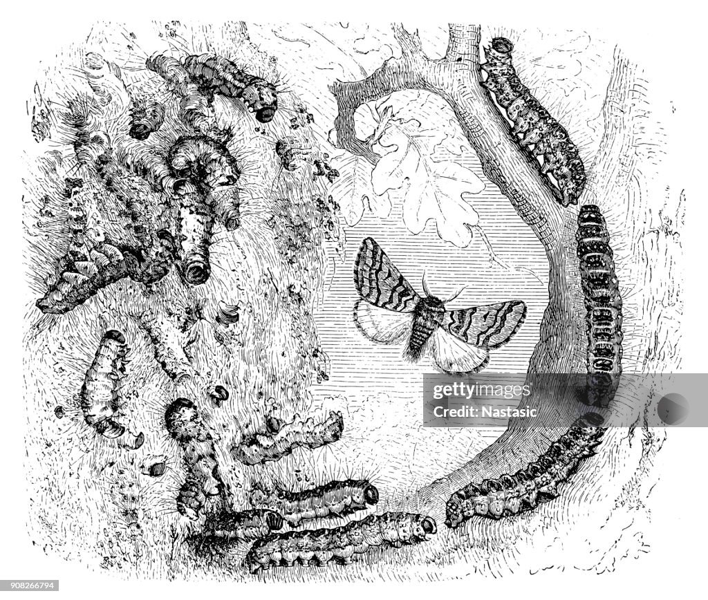 Moth and caterpillars (Cnethocampa processionea)