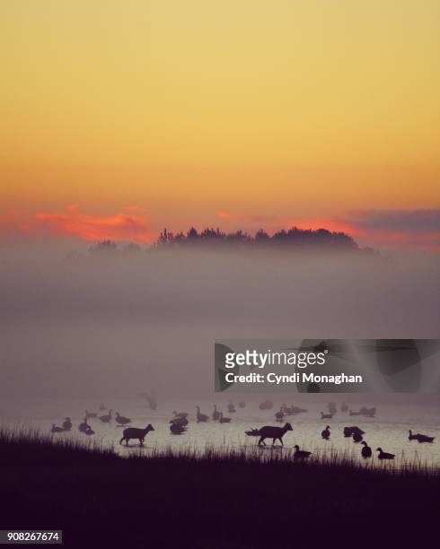 woodland animals in the sunrise mist - küstenschutzgebiet assateague island stock-fotos und bilder
