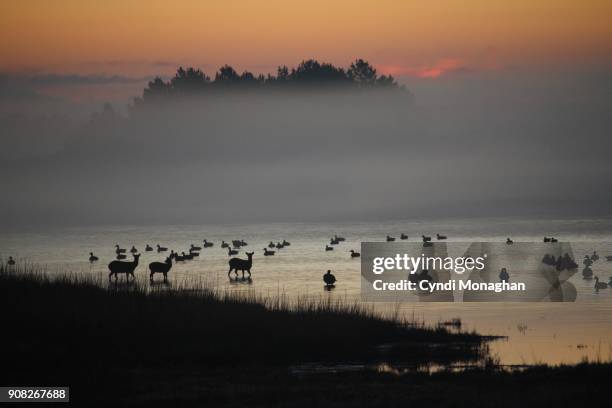 sunrise mist and woodland animals - küstenschutzgebiet assateague island stock-fotos und bilder