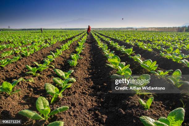 plowing tobacco field - tobacco product stock photos et images de collection