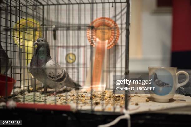 Prize-winning pigeon stands in its cage at the annual two-day 'British Homing World Show of the Year' held in the Winter Gardens in Blackpool, north...