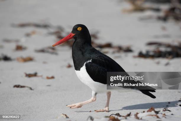 magellanic oystercatcher on carcass island. - carcass island bildbanksfoton och bilder