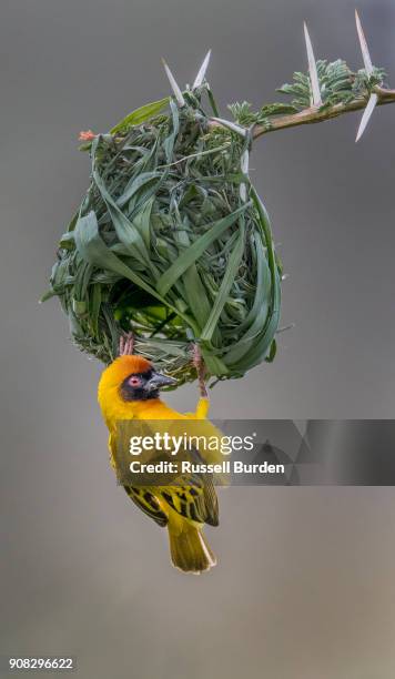 northern masked weaver - weaverbird stock pictures, royalty-free photos & images