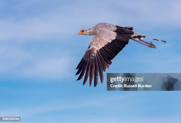 secretary bird - secretary bird stock pictures, royalty-free photos & images