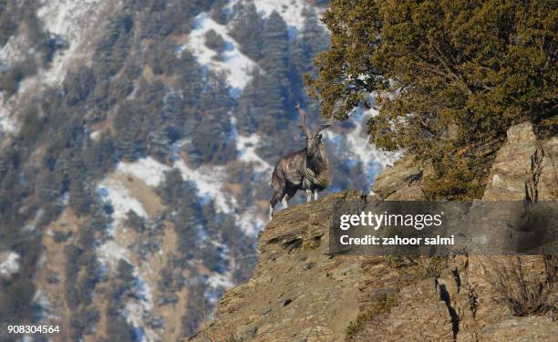 markhor - chitral - fotografias e filmes do acervo