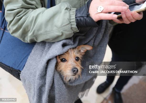 Demonstator carries a dog on the Trocadero esplanade in Paris on January 21, 2018 during a women's march organized as part of a global day of...