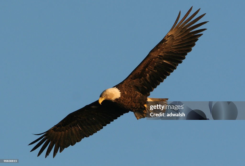 Sub-adult Bald Eagle inflight