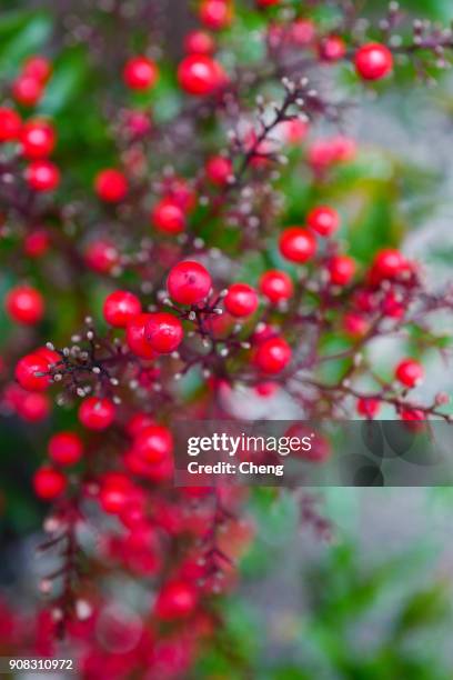 pink peppercorn - red peppercorns stock pictures, royalty-free photos & images