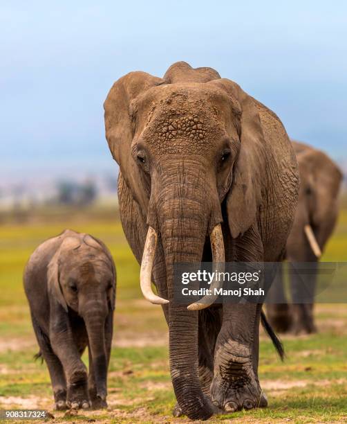 african elephants (mother and baby) - baby elephant walking stock pictures, royalty-free photos & images