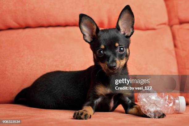 cute little puppy playing with a water bottle - pincher bildbanksfoton och bilder