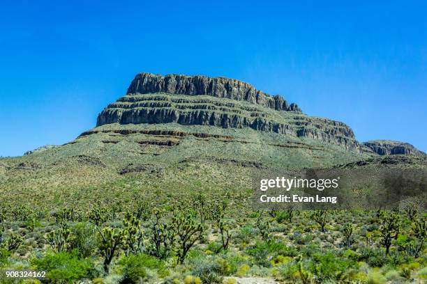 joshua trees in mojave desert - mojave yucca stock pictures, royalty-free photos & images