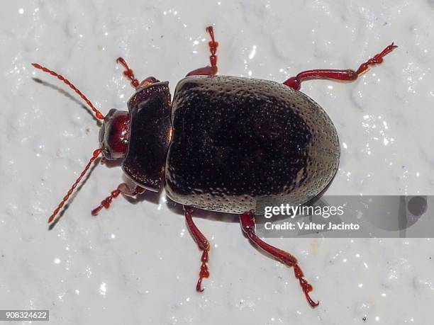 beetle (chrysolina bankii) - chrysolina stock pictures, royalty-free photos & images