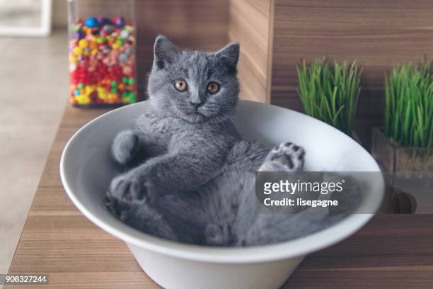gatito jugando con cacahuetes del embalaje - blue bowl fotografías e imágenes de stock