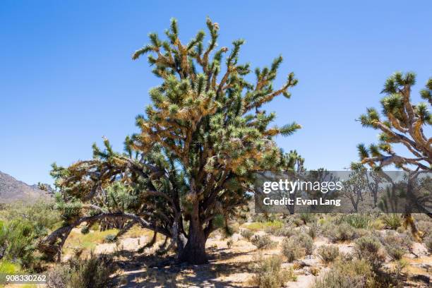 joshua trees in mojave desert - mojave yucca stock pictures, royalty-free photos & images