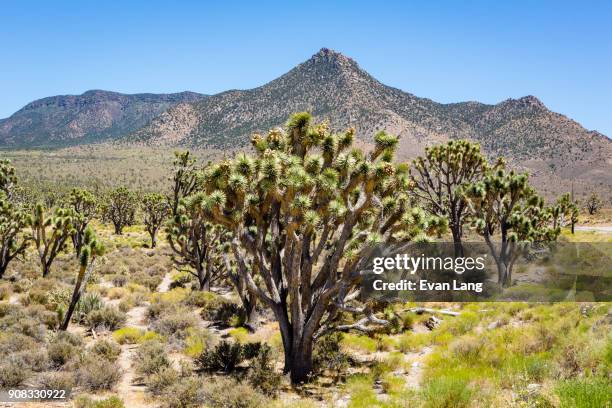 joshua trees in mojave desert - mojave yucca stock pictures, royalty-free photos & images