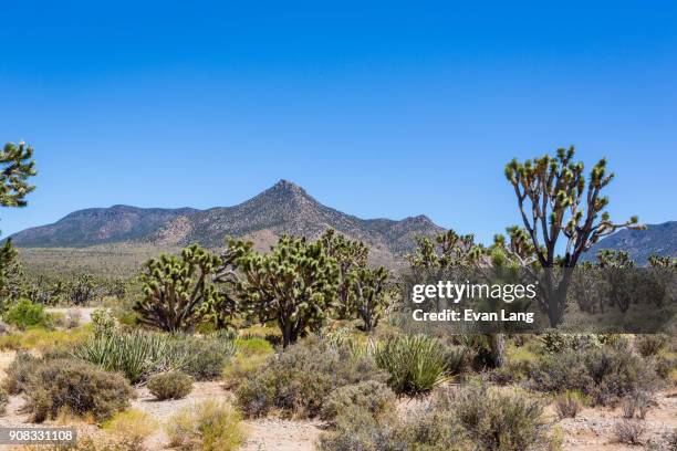 joshua trees in mojave desert - mojave yucca stock pictures, royalty-free photos & images