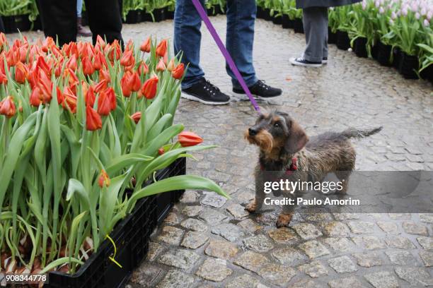 national tulip day in amsterdam,netherlands - teckel stock pictures, royalty-free photos & images