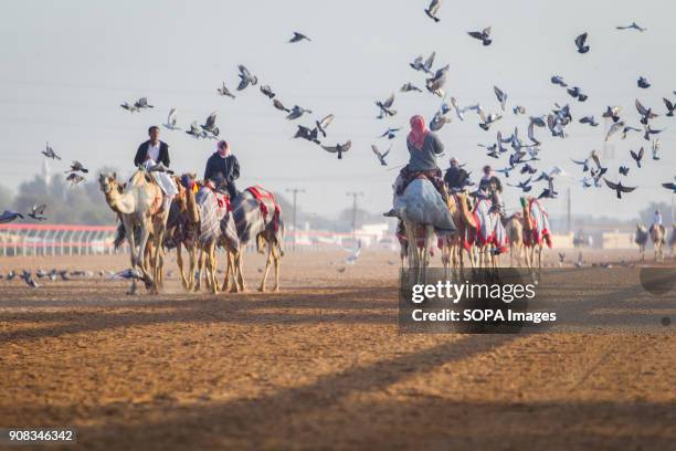 Camel Racing Track Camel Racing At Al Sawan Race Track Photos and Premium High Res ...