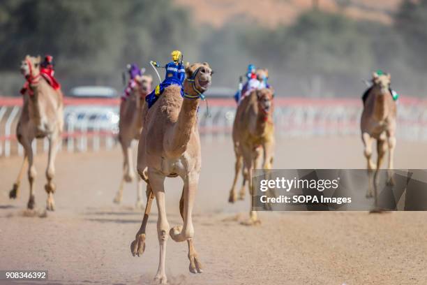Camel Racing Track Camel Racing At Al Sawan Race Track Photos and Premium High Res ...